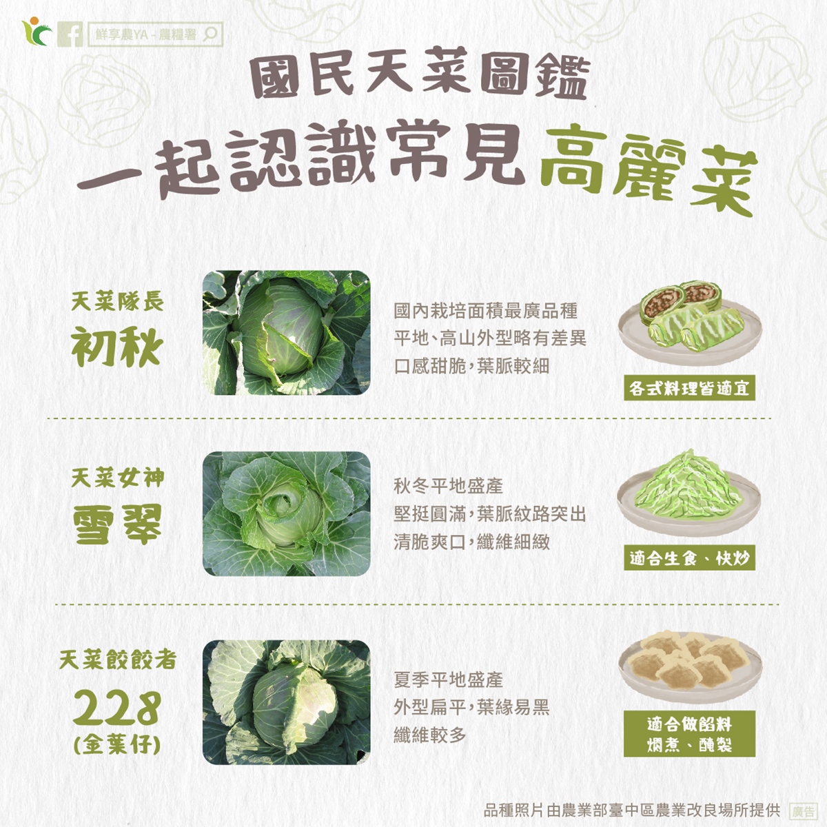 高麗菜買回家別直接放冰箱!菜販教1招保存1週仍脆甜,加碼功效禁忌料理法 高麗菜買回家別直接放冰箱!菜販教1招保存1週仍脆甜,加碼功效禁忌料理法