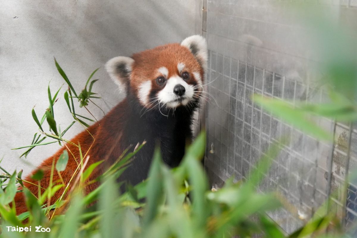木柵動物園「夜間開放」暑假登場!超萌小貓熊、馬來貘報到,暑期營隊快搶訂 木柵動物園「夜間開放」暑假登場!超萌小貓熊、馬來貘報到,暑期營隊快搶訂