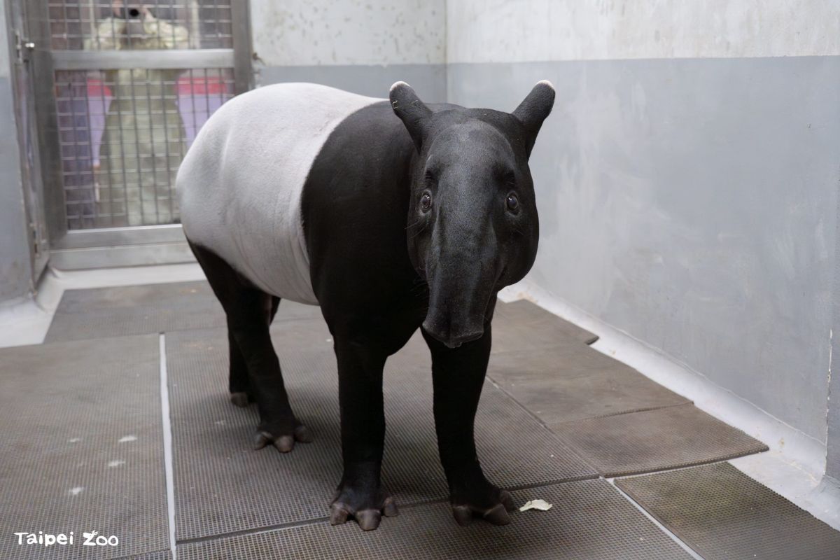木柵動物園「夜間開放」暑假登場!超萌小貓熊、馬來貘報到,暑期營隊快搶訂 木柵動物園「夜間開放」暑假登場!超萌小貓熊、馬來貘報到,暑期營隊快搶訂