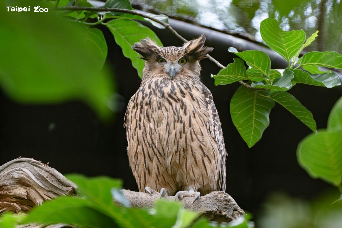 木柵動物園「夜間開放」暑假登場!超萌小貓熊、馬來貘報到,暑期營隊快搶訂 木柵動物園「夜間開放」暑假登場!超萌小貓熊、馬來貘報到,暑期營隊快搶訂