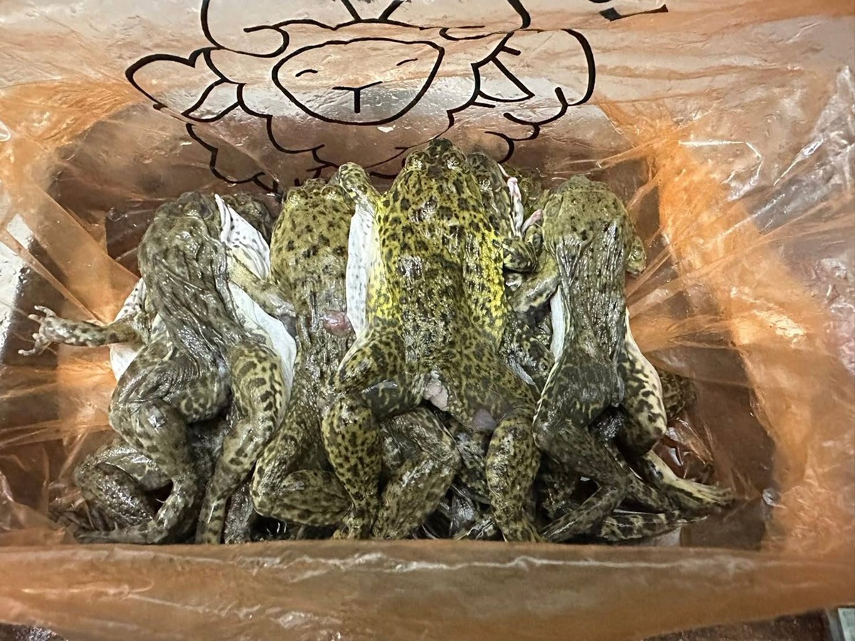 全台首推「虎斑青蛙火鍋」超獵奇！469元起吃到飽，百款自助吧＋芒果無限夾