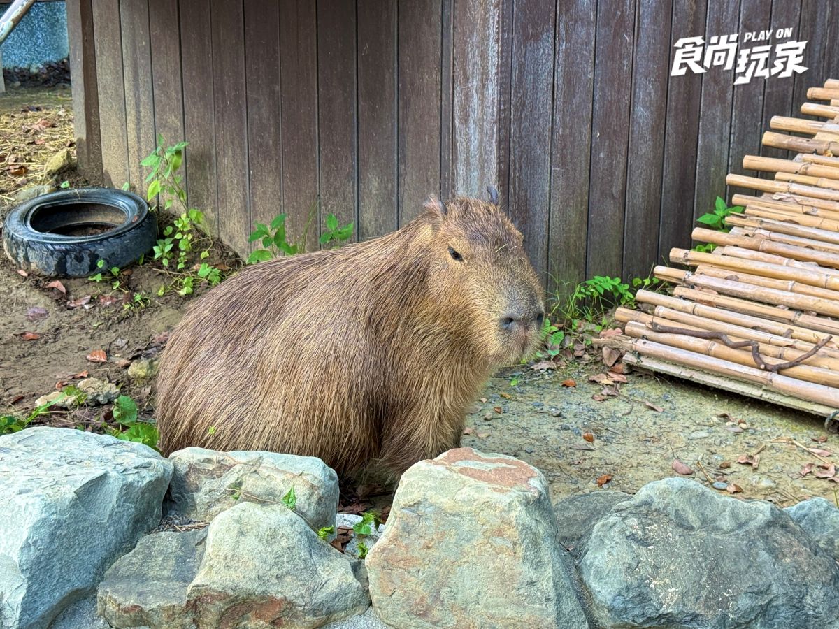 《動物森友會》角色出沒Xpark！免費玩任天堂遊戲機送貼紙，８折星光票回歸