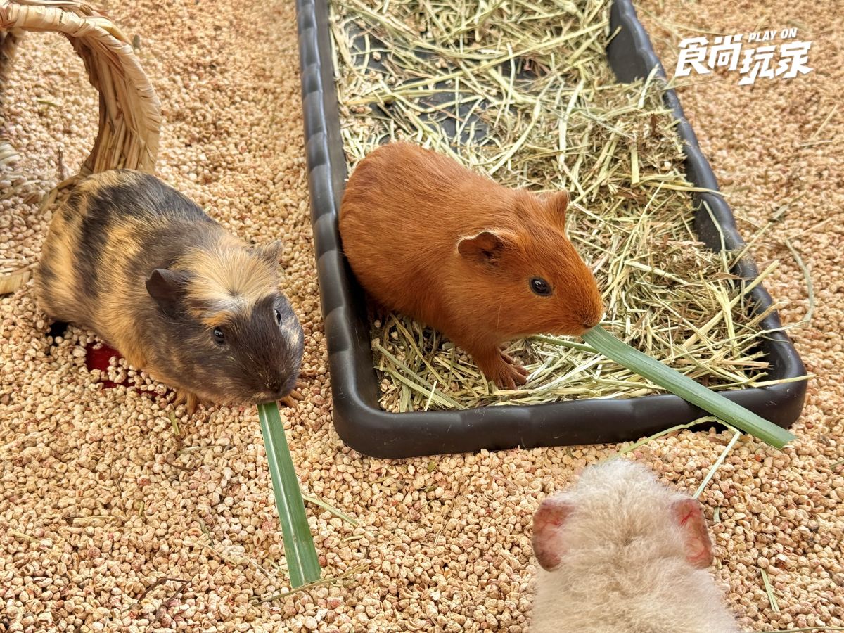 高雄最新「萌寵森林動物園」暑假優惠!大人購票小孩免費,體驗近距離餵食互動 高雄最新「萌寵森林動物園」暑假優惠!大人購票小孩免費,體驗近距離餵食互動