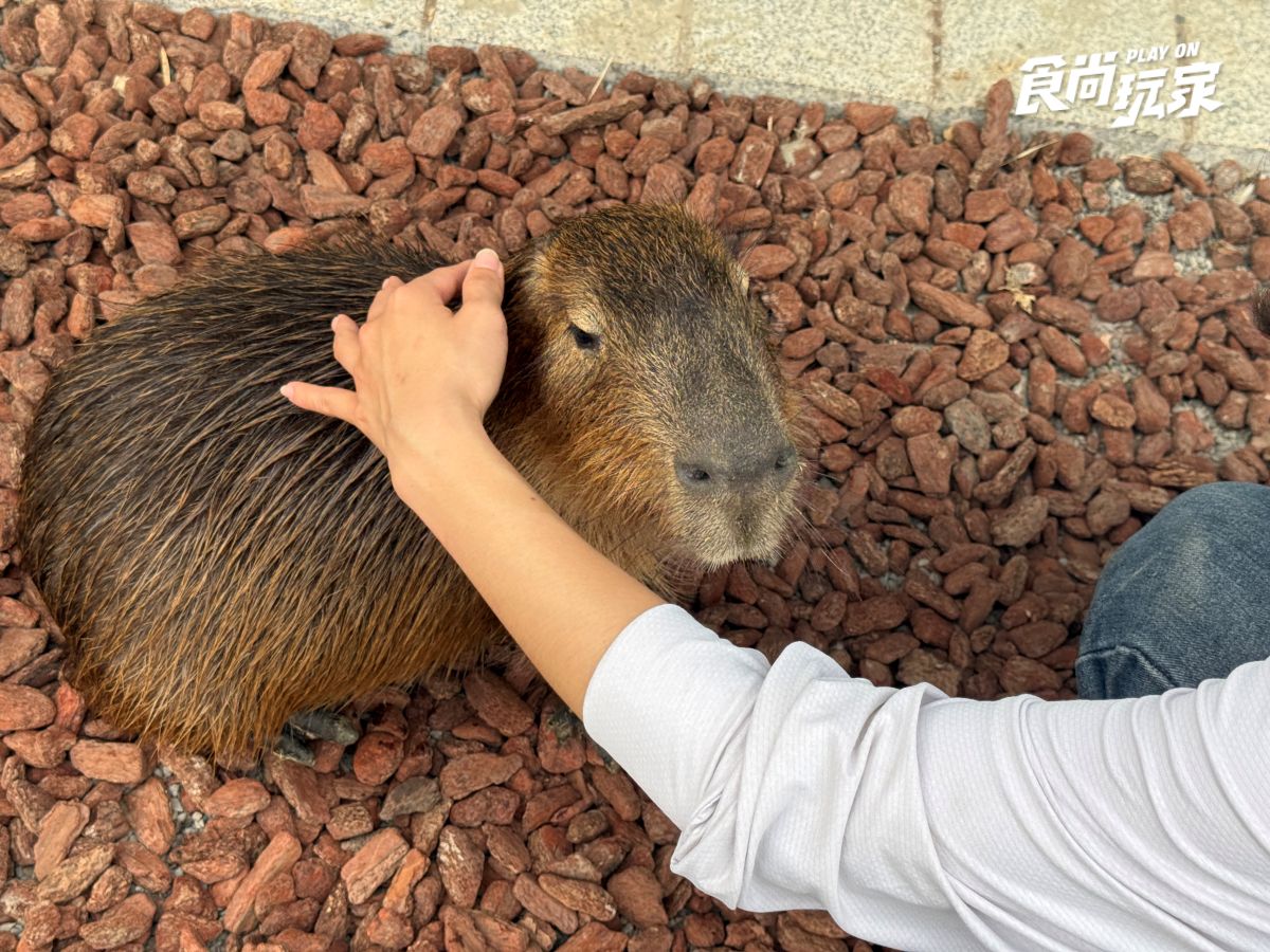 高雄最新「萌寵森林動物園」暑假優惠!大人購票小孩免費,體驗近距離餵食互動 高雄最新「萌寵森林動物園」暑假優惠!大人購票小孩免費,體驗近距離餵食互動