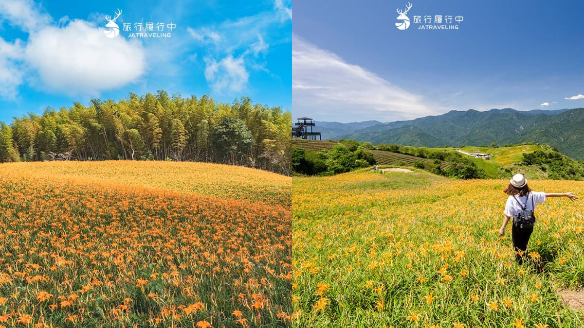 最美黃金花毯這裡拍！「2026花蓮金針花季」８月登場，即時花況、賞花景點推薦