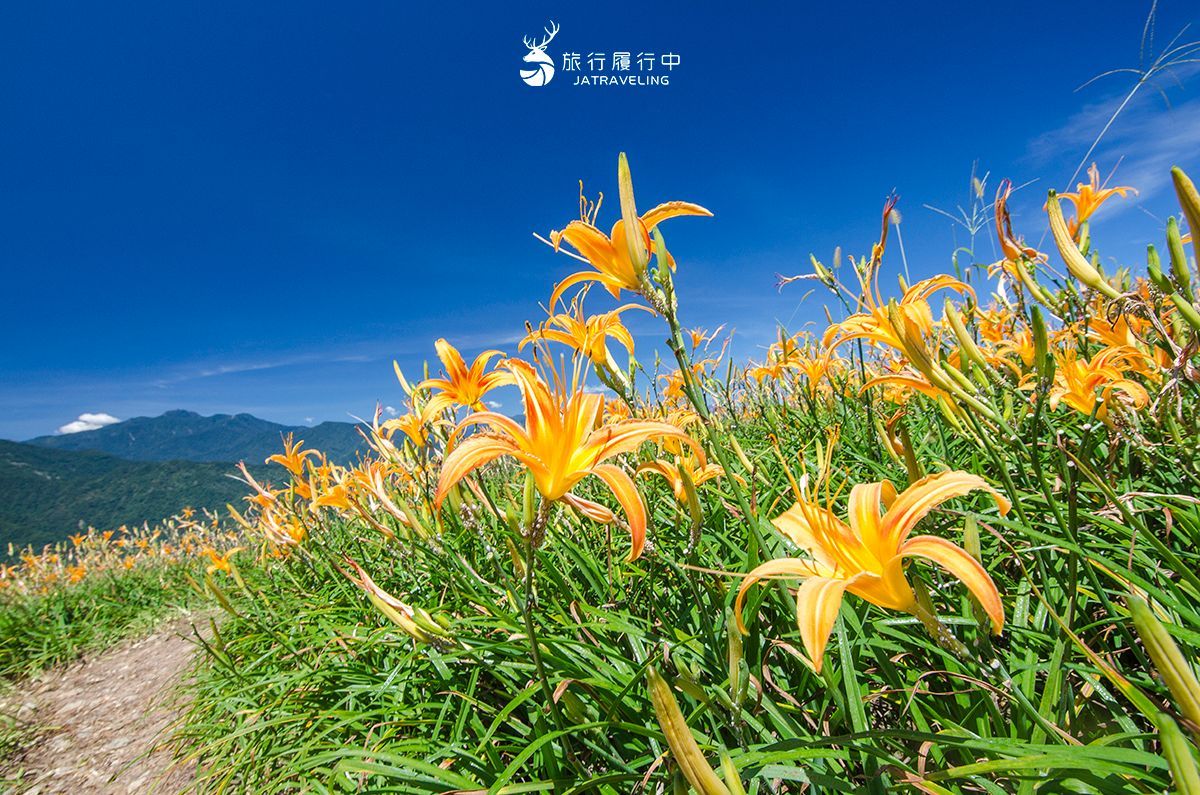 最美黃金花毯這裡拍!「2026花蓮金針花季」8月登場,即時花況、賞花景點推薦 最美黃金花毯這裡拍!「2026花蓮金針花季」8月登場,即時花況、賞花景點推薦