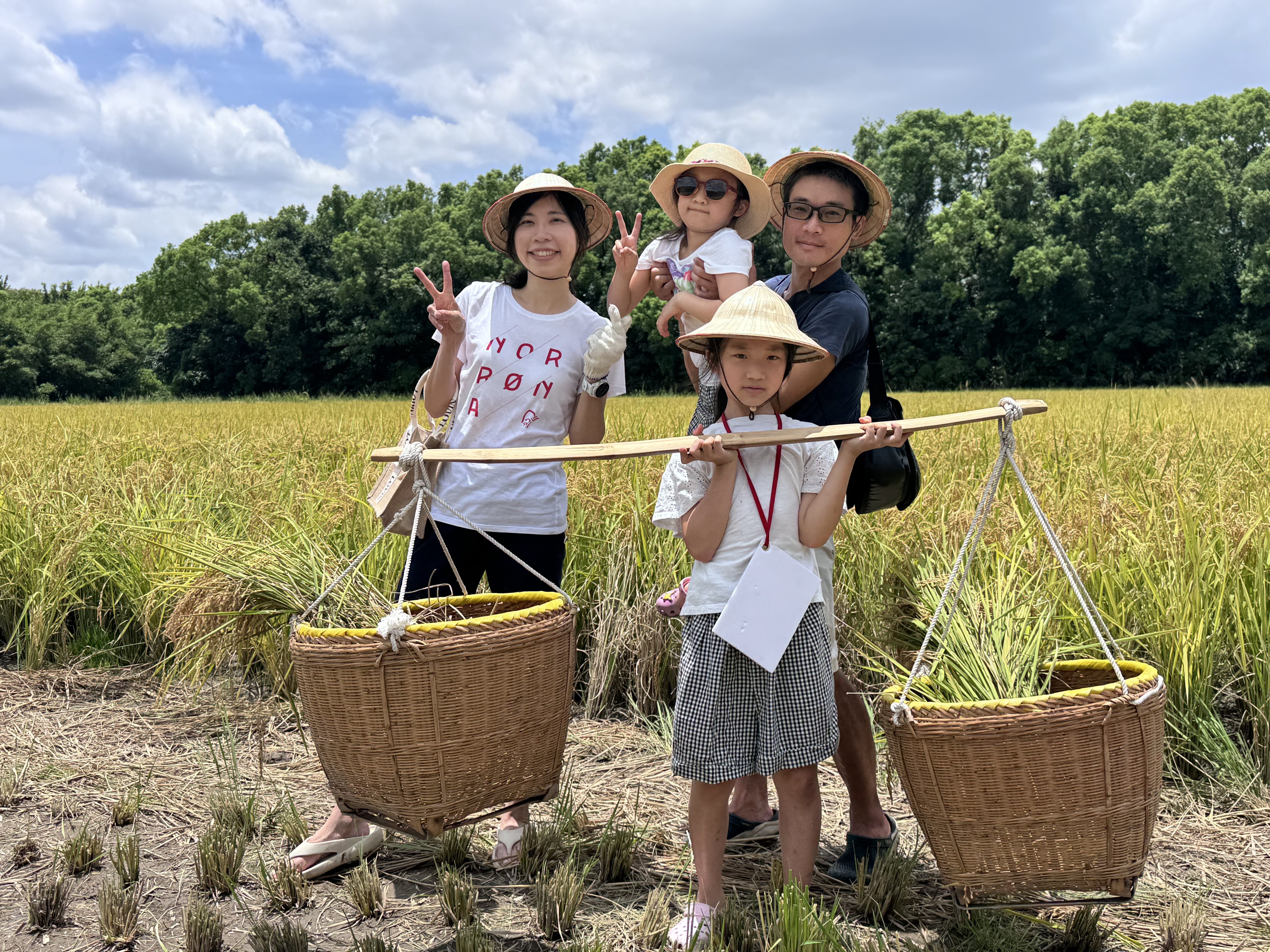 台北夏日金色稻浪這裡看！帶孩子當一日農夫、割稻碾米，５隻關渡熊超好拍