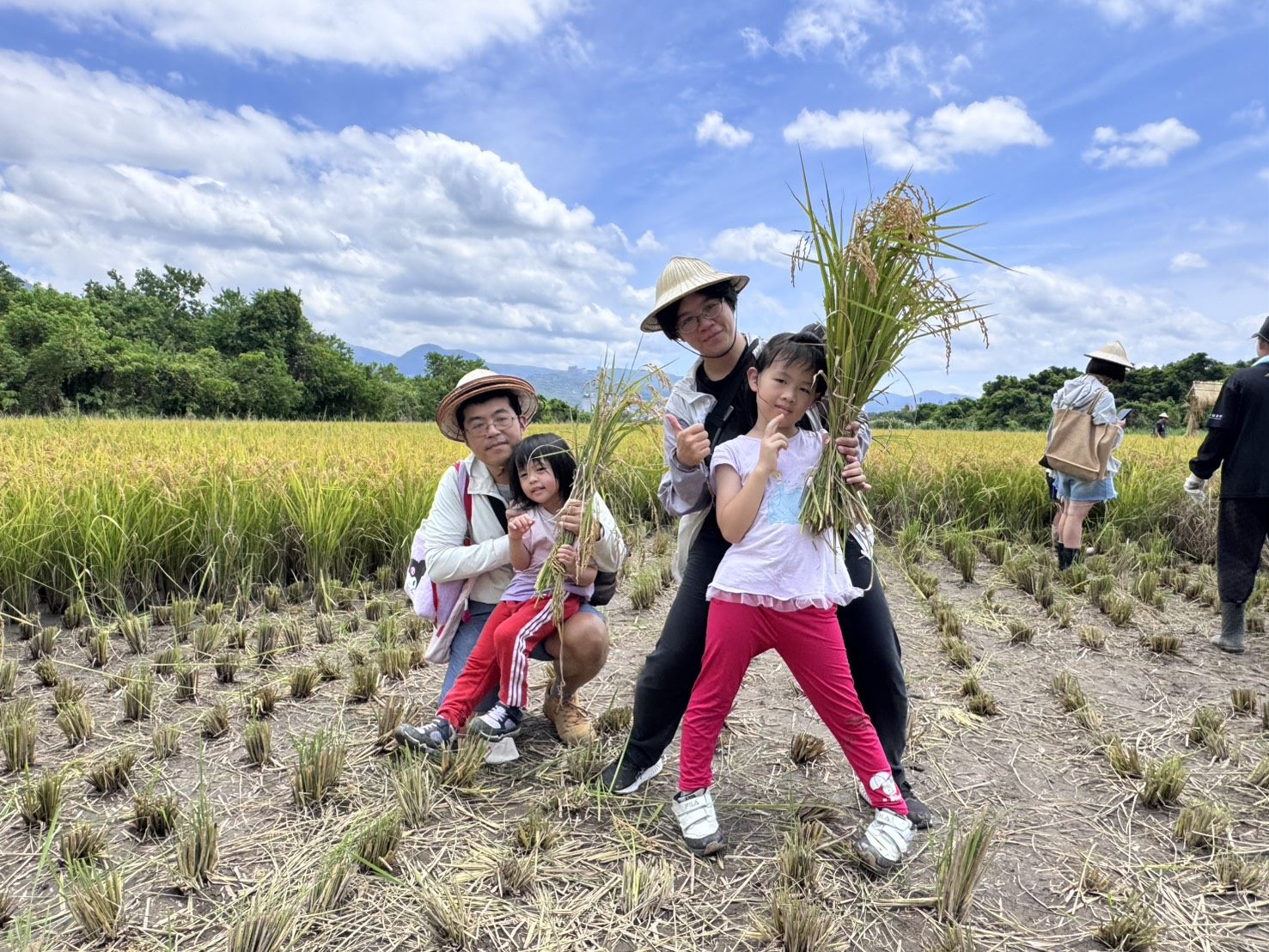 台北夏日金色稻浪這裡看！帶孩子當一日農夫、割稻碾米，５隻關渡熊超好拍
