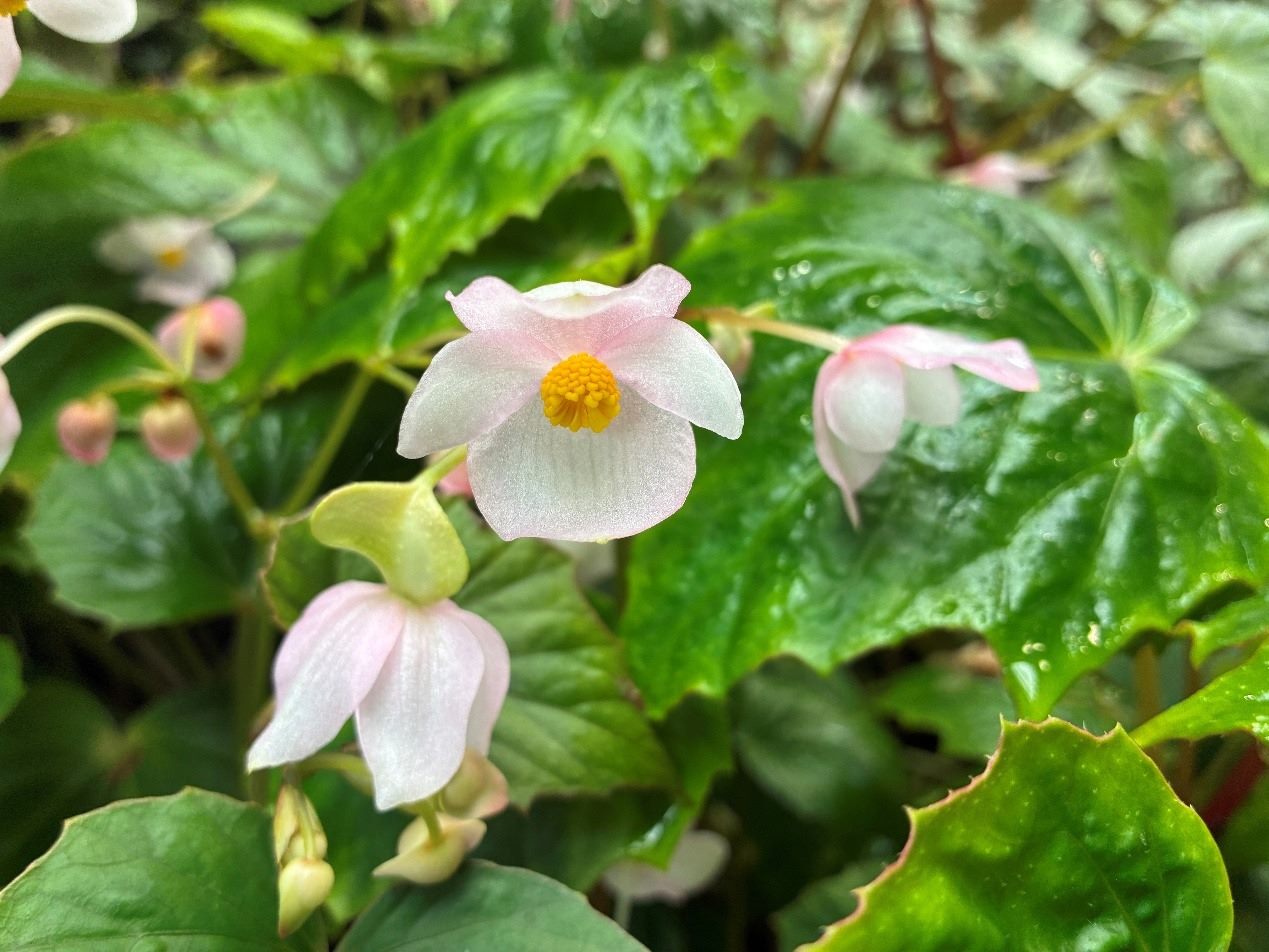 台北私房景點！這座植物園免門票、冷氣超強，外面有迷宮花園、巨型溜滑梯