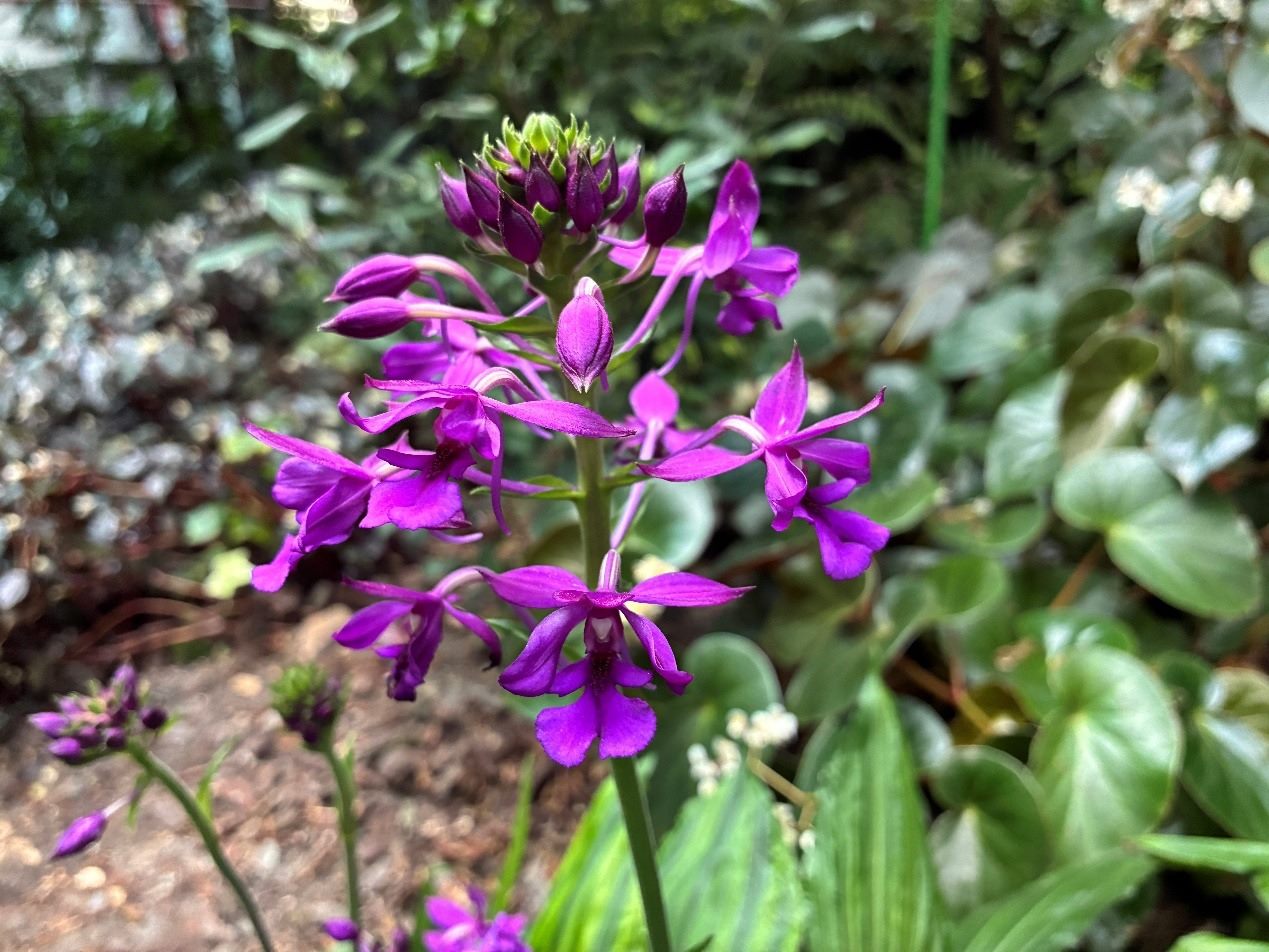 台北私房景點！這座植物園免門票、冷氣超強，外面有迷宮花園、巨型溜滑梯