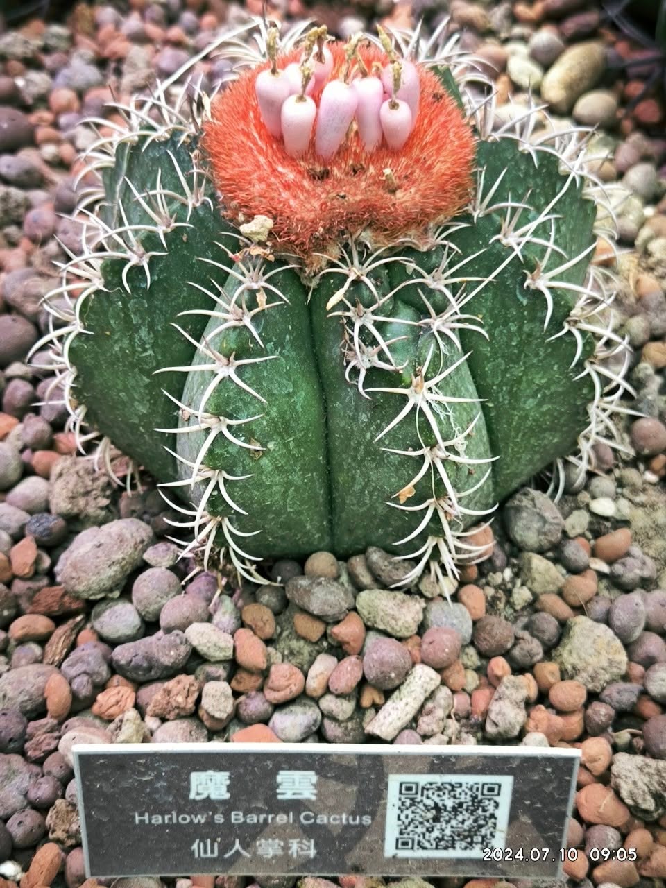 台北私房景點！這座植物園免門票、冷氣超強，外面有迷宮花園、巨型溜滑梯
