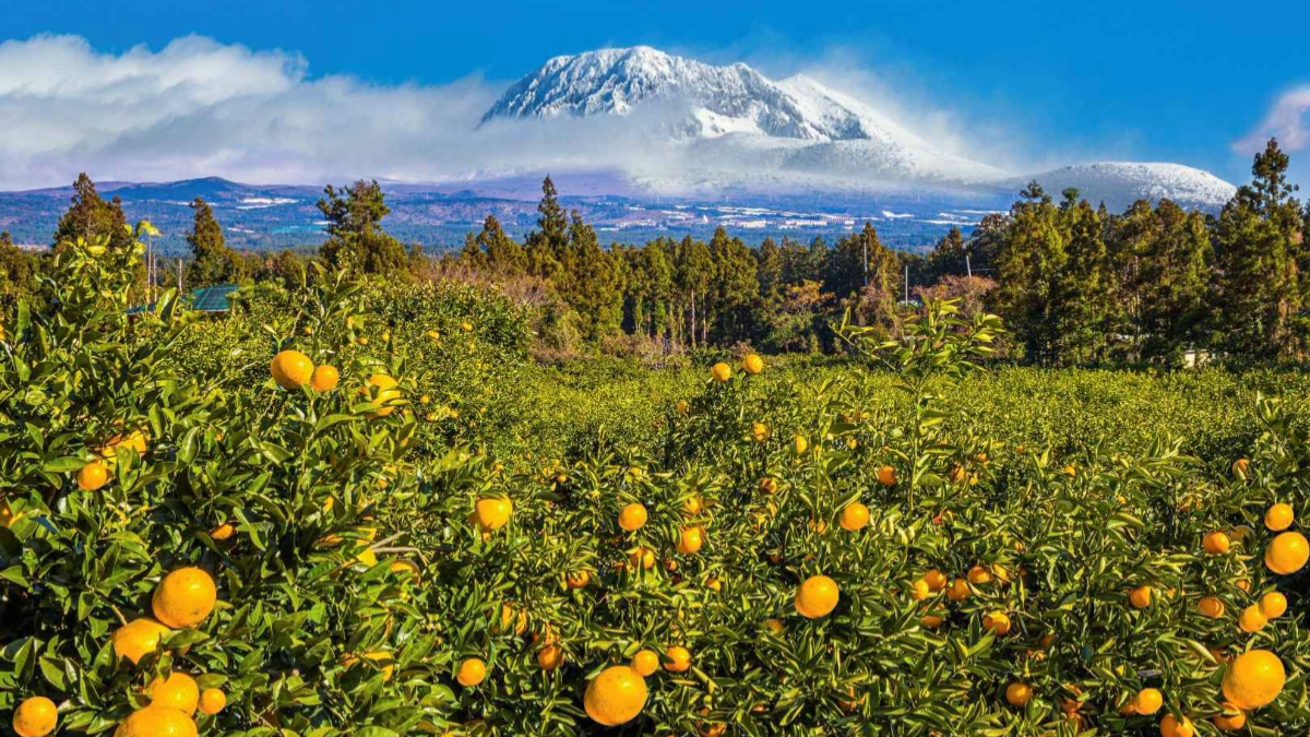 居然不是釜山！韓國第２繁忙機場在這，「一張通行證」玩遍濟州島熱門景點