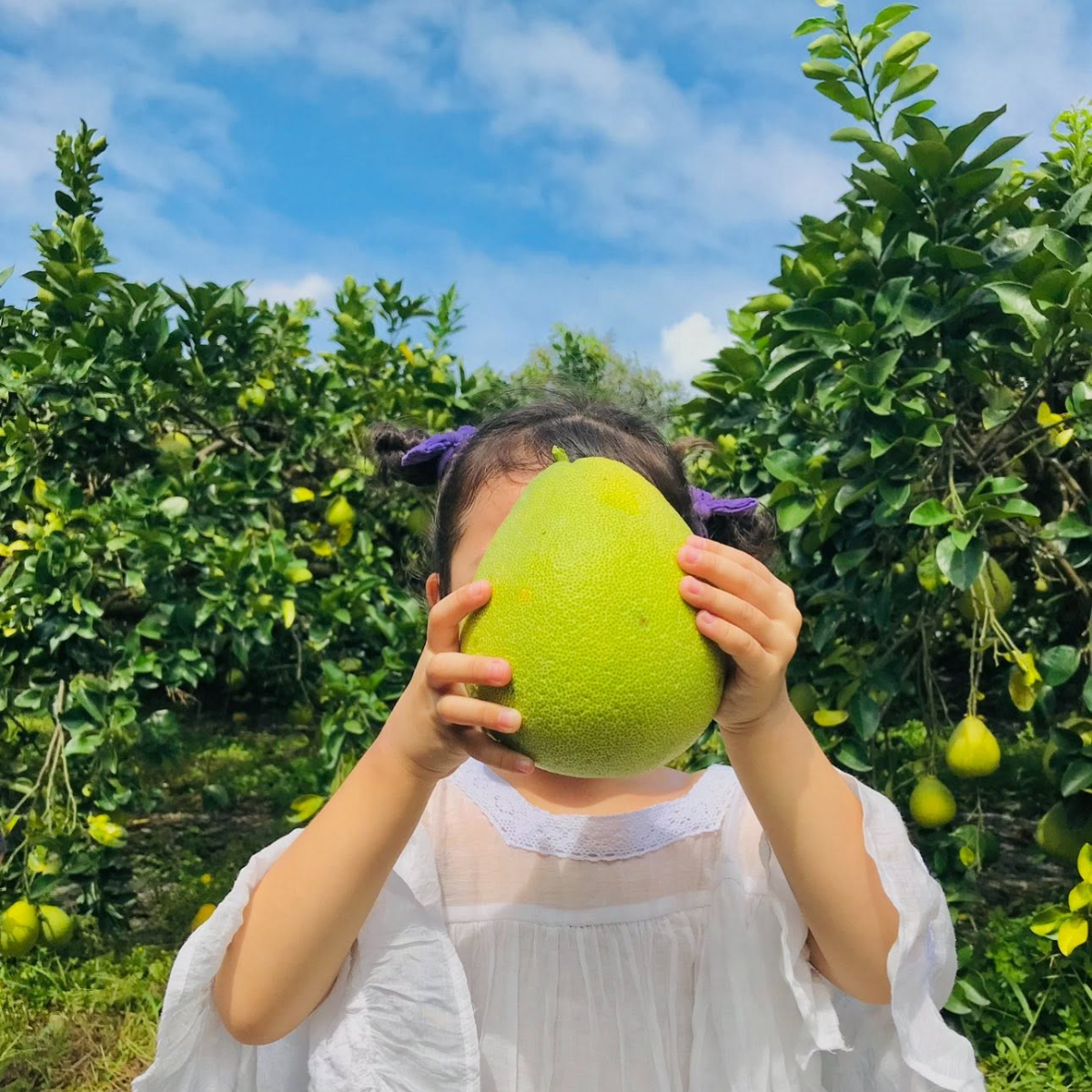 宜蘭「隱藏版柚園」！開放２天免費入園體驗採文旦，順遊「斑比山丘」看梅花鹿