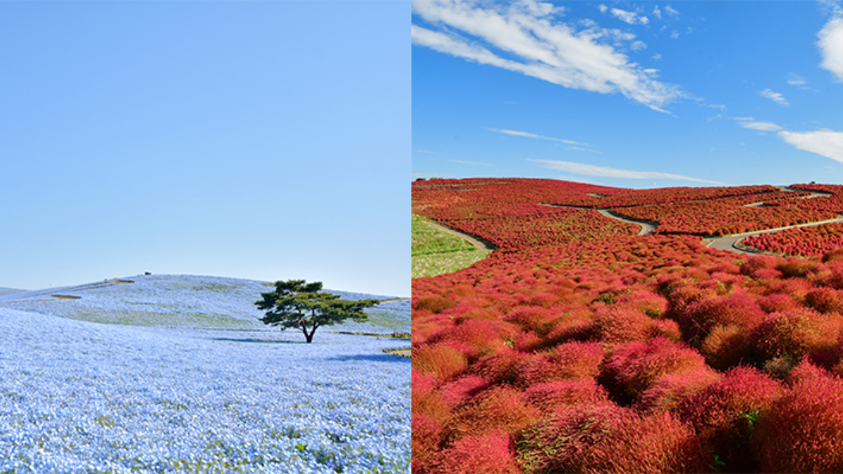 日本５大動漫聖地巡禮！朝聖鬼滅無限城、咒術澀谷事變、芙莉蓮藍色粉蝶花海