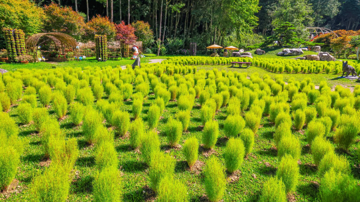秋季限定「抹茶小丸子」來了！杉林溪波波草萌翻山谷，欣賞瀑布、雲霧山景