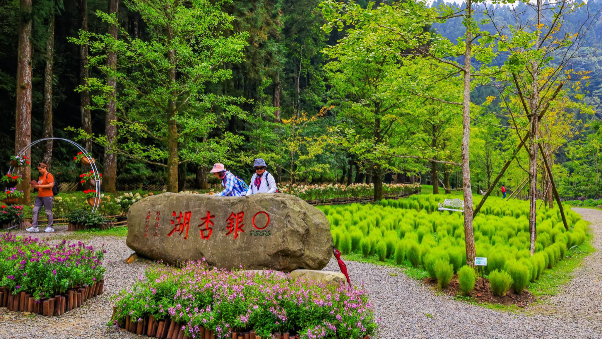 秋季限定「抹茶小丸子」來了！杉林溪波波草萌翻山谷，欣賞瀑布、雲霧山景