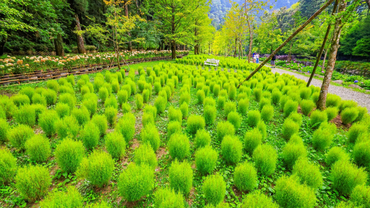 秋季限定「抹茶小丸子」來了！杉林溪波波草萌翻山谷，欣賞瀑布、雲霧山景