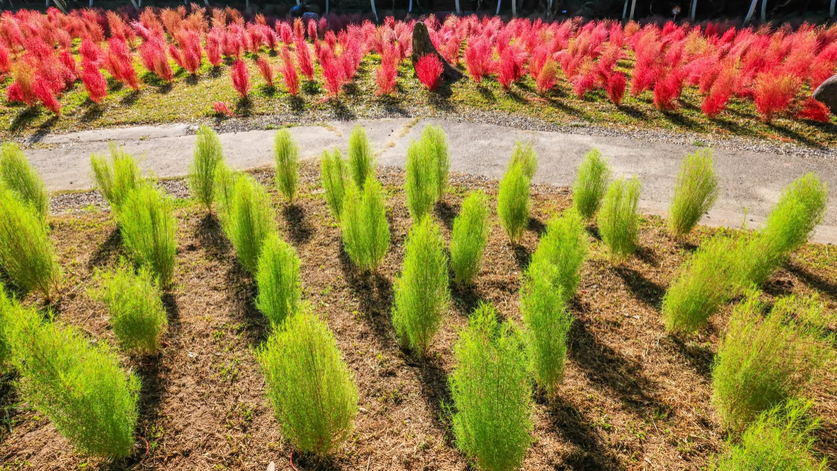 秋季限定「抹茶小丸子」來了！杉林溪波波草萌翻山谷，欣賞瀑布、雲霧山景