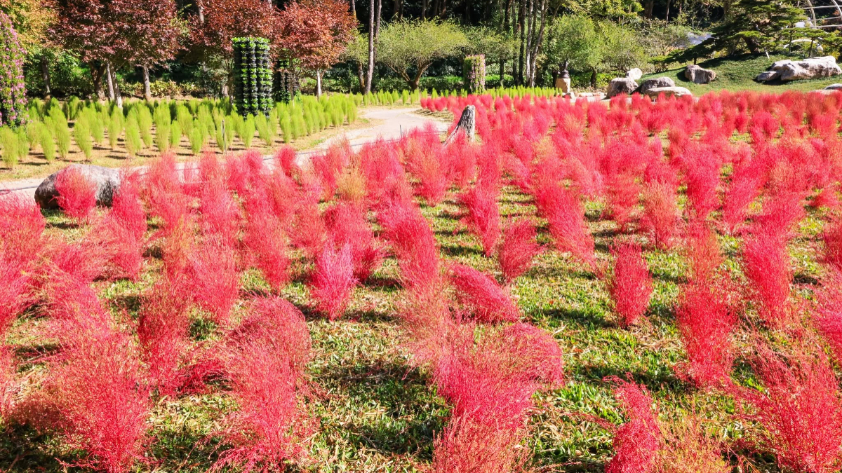 秋季限定「抹茶小丸子」來了！杉林溪波波草萌翻山谷，欣賞瀑布、雲霧山景
