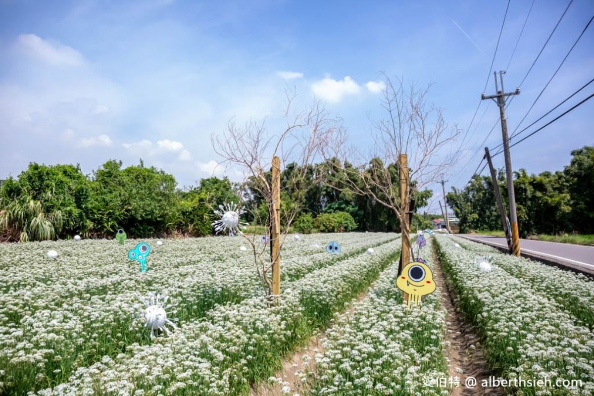 夢幻純白「九月雪」免費拍！「2026桃園韭菜花節」９月登場，搭拉拉車逛花海