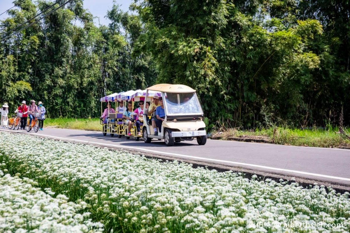 夢幻純白「九月雪」免費拍！「2026桃園韭菜花節」９月登場，搭拉拉車逛花海