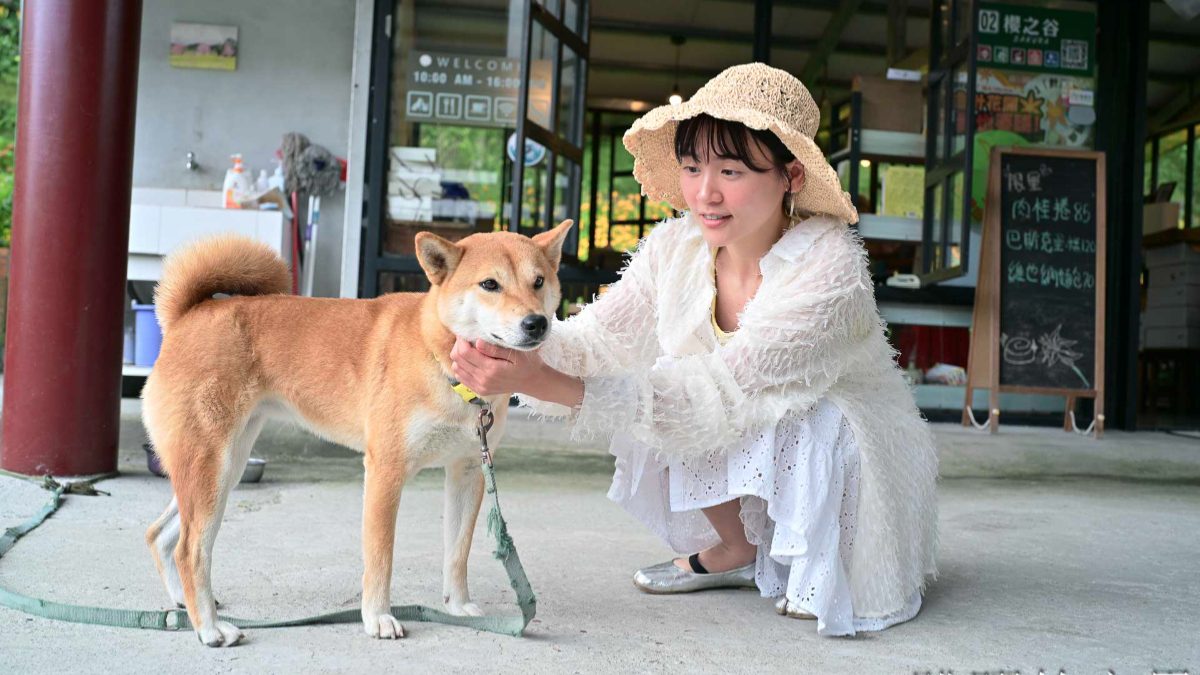 赤科山金針花海大爆發！咖啡廳窗外「整片黃金花海」，賞花、拍美照、吃肉桂捲
