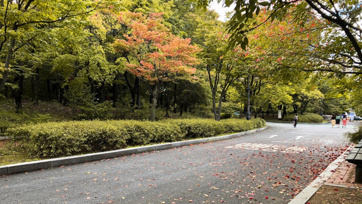 首爾10大賞楓景點！韓劇「鬼怪」打卡點、宮殿、銀杏大道、南山塔纜車看楓葉