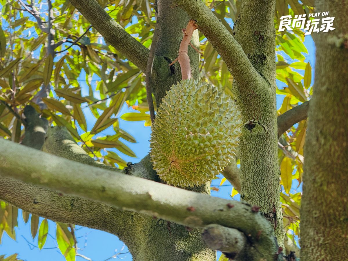 你沒玩過的馬來西亞！吉隆坡２近郊景點推薦：熱帶果園水果吃到飽、溼地探險
