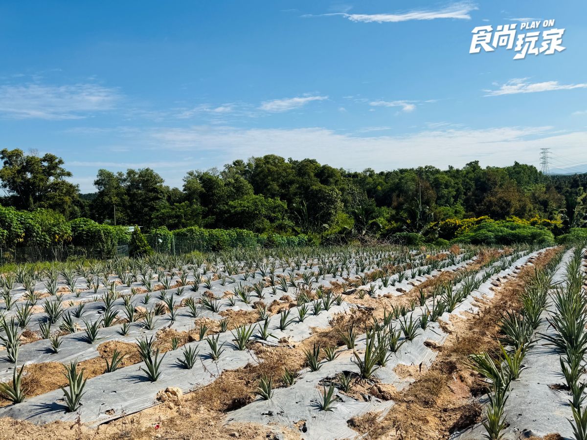 你沒玩過的馬來西亞!吉隆坡2近郊景點推薦:熱帶果園水果吃到飽、溼地探險 你沒玩過的馬來西亞!吉隆坡2近郊景點推薦:熱帶果園水果吃到飽、溼地探險