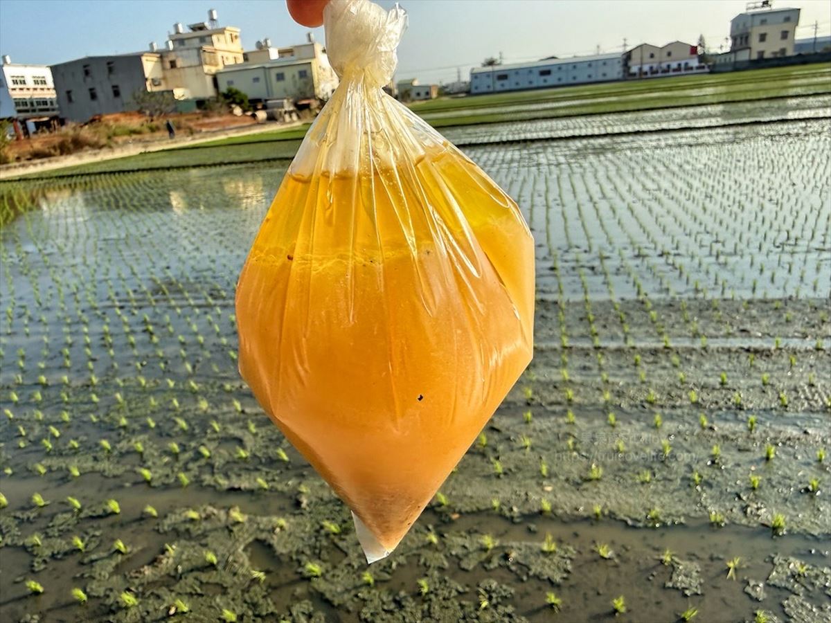 中部海線「最強桶仔雞」！台中一雞二吃藏民宅，網讚米血、貢丸配雞油是靈魂