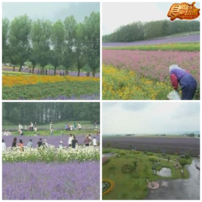 帶爸媽出去玩 北海道讓你玩不完