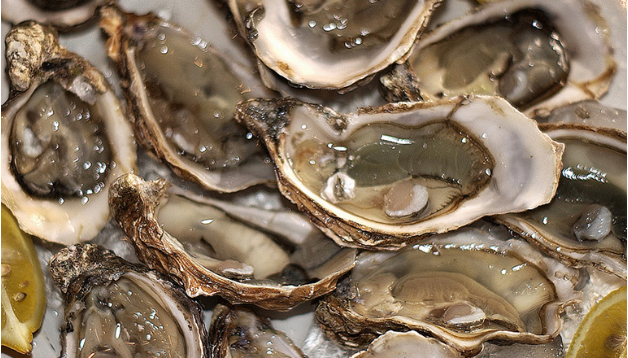 oysters03