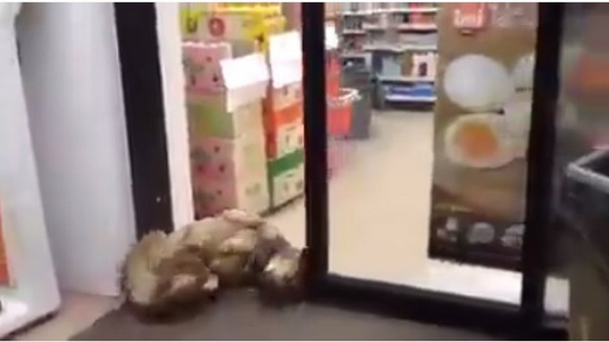台灣網友分享，高雄地區有一隻狗狗躺在超商店前，大剌剌在電動門前睡到翻肚，就連電動門來回撞上頭都不管，讓網友笑翻。