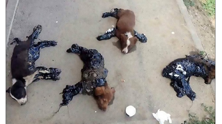 4隻幼犬遭瀝青焦油黏在地面，動彈不得。圖／來源《Daily Mail》