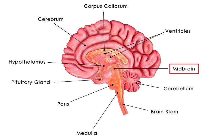 中腦(Midbrain)位於腦部中央位置。圖／TVBS