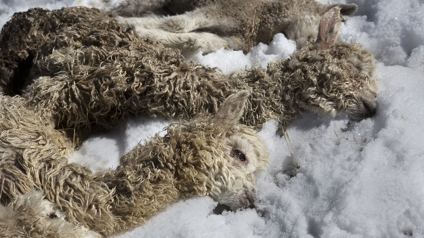 強烈寒流襲秘魯，當地5萬草泥馬因此凍死。圖／達志影像美聯社