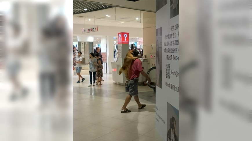 百貨公司「寵物不落地」，有網友直擊在新竹巨城百貨裡有一隻柴犬站在主人身上逛街，讓人超驚訝。