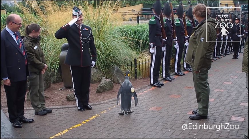 小企鵝閱兵超威風。圖／截取自Edinburgh Zoo YouTube