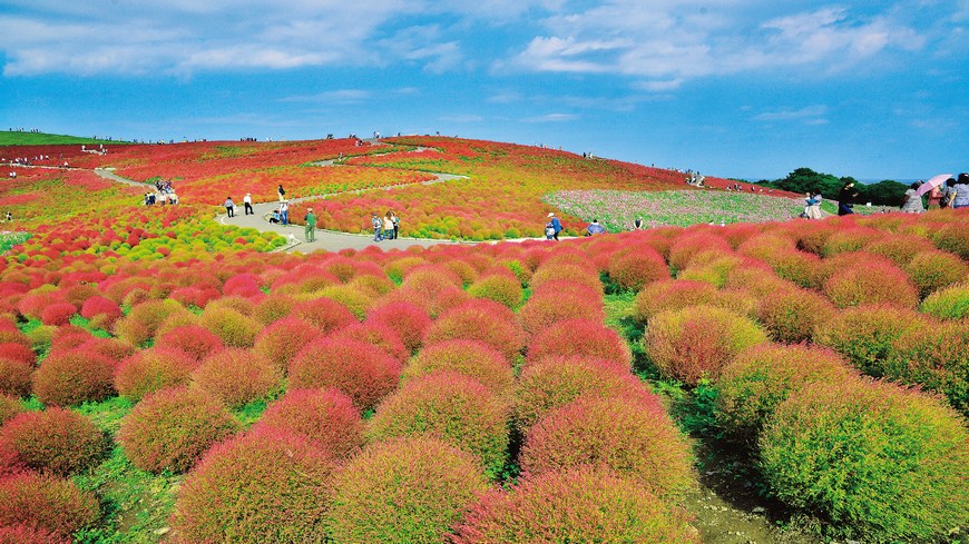 日本茨城縣常陸海濱公園，200公頃的園區中充滿各式花卉，其中一球球超療癒的掃帚草遍佈整個山丘，到了9月，整個綠色掃帚草會漸漸轉紅，是當地超夯的自然美景。