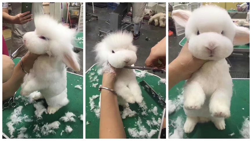 中國一名網友分享，一隻卡哇伊的兔子經過設計師的巧手後，居然變成像是狗狗和小綿羊的合體，似羊又似狗，呆萌的可愛模樣和表情，吸引大批粉絲們按讚分享。