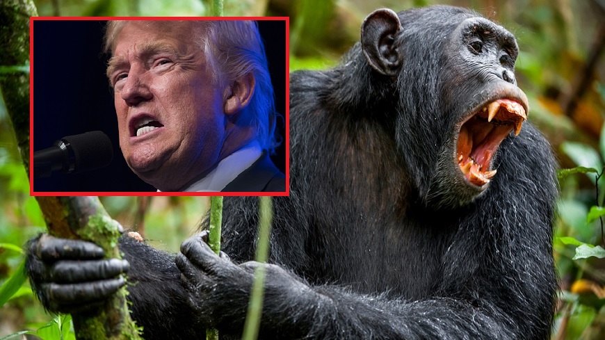 川普(左)被指行為類似黑猩猩。圖／達志影像美聯社、TVBS
