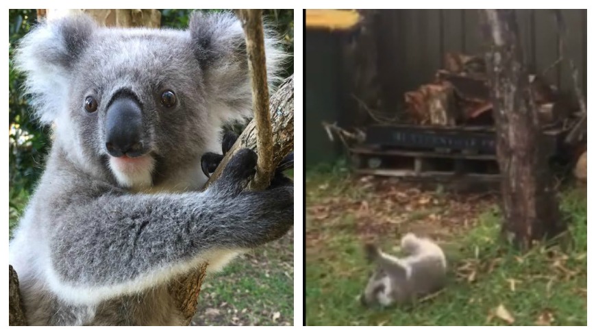 圖／Port Stephens Koalas臉書