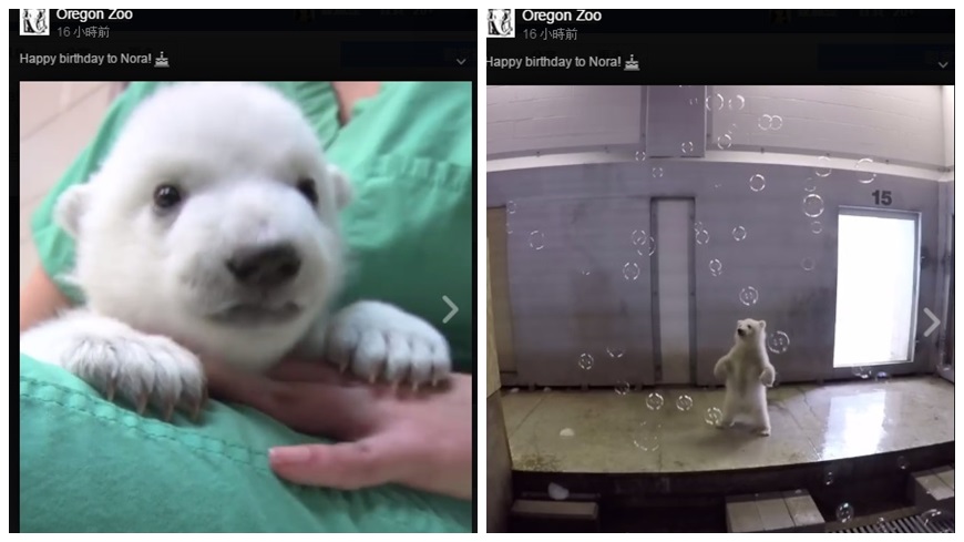 美國奧勒岡動物園的北極熊Nora滿1歲了，臉書粉絲團特別PO出一支慶祝影片，將Nora這1年來的時間濃縮成一支60秒的影片，同時希望透過療癒又可愛的Nora喚起民眾對於生態保育的重視。