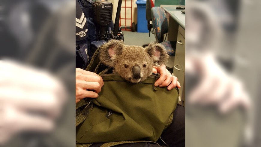 澳洲有一名女子竟突發奇想，試圖打包無尾熊回家照顧，所幸被澳洲警方查獲。