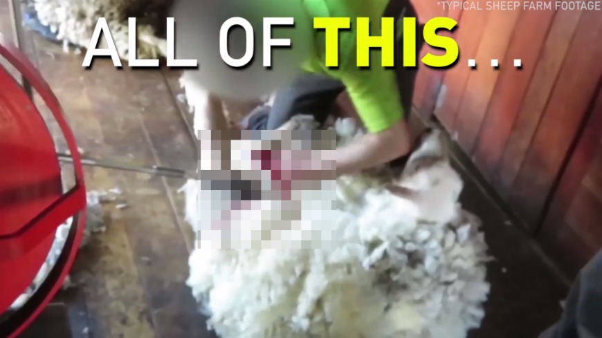 雪靴知名品牌UGG被善待動物組織(PETA)PO出影片踢爆，控訴UGG取得羊毛的方式相當不人道。