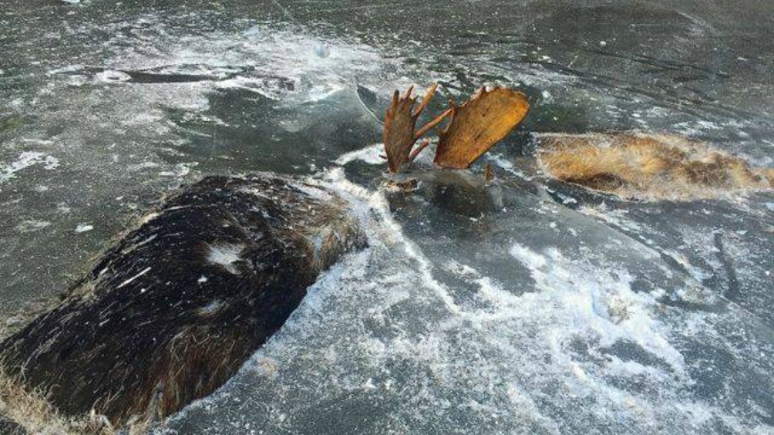 阿拉斯加一名自然老師韋伯斯特近日看到兩頭麋鹿不只鹿角纏在一起，並且掉入沼澤中結凍，身體被冰封困在20公分冰底下，因為相當罕見，照片上傳到臉書後獲得不少網友討論。