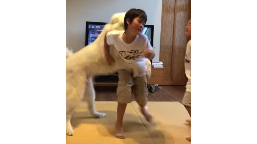 日本一隻大白狗看見小主人兄弟打架，撲向哥哥試圖勸架。