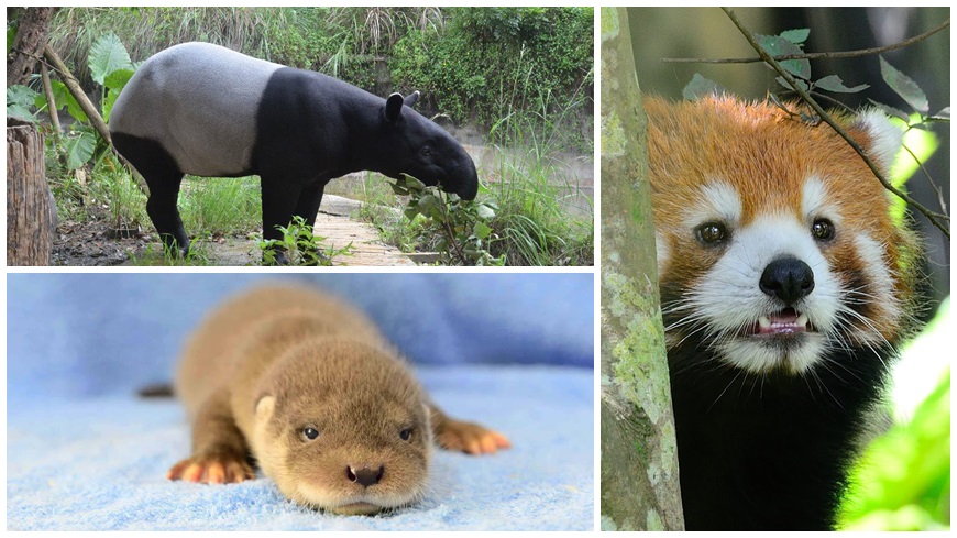 有網友在網路上提問，到木柵動物園要看什麼動物？結果引發網友討論。