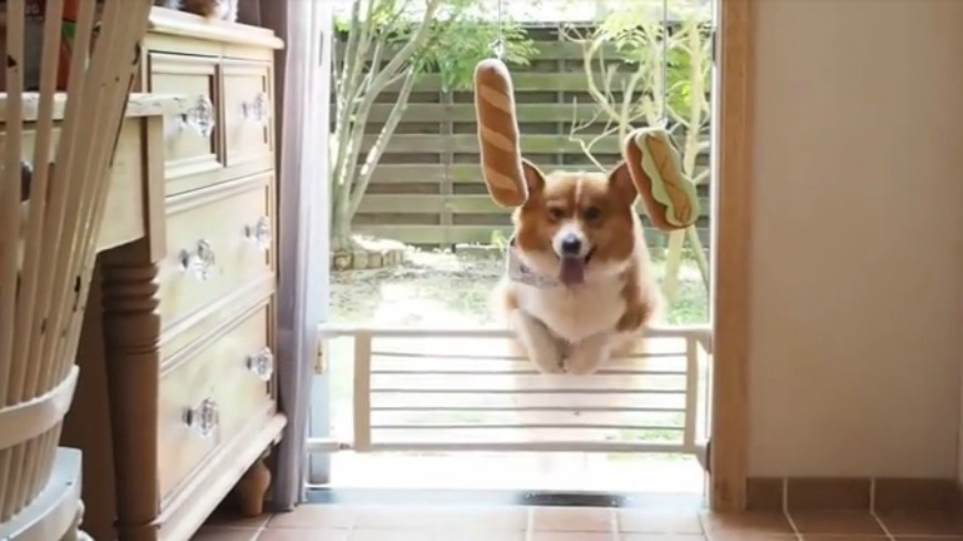 一隻來自日本的柯基犬，一直想要跳過門擋進到屋內，一連跳了16下都沒有成功，可愛影片讓網友瘋傳。