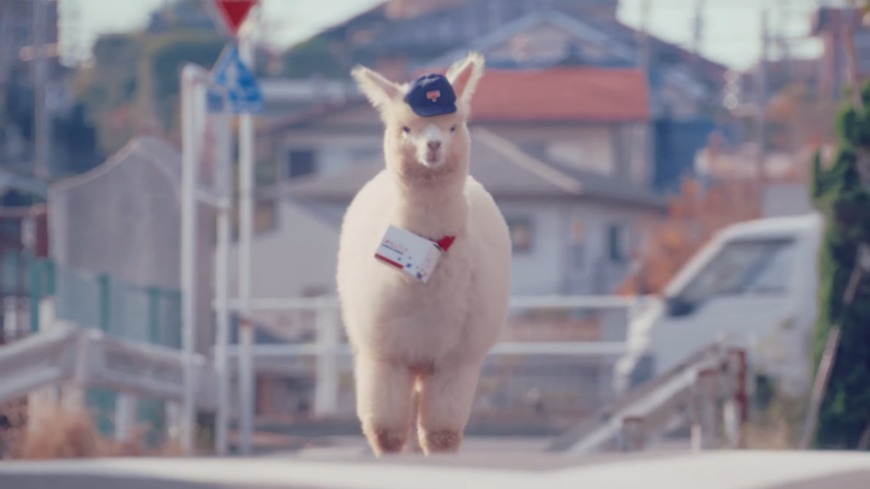 日本郵局派出「草泥馬」當信差，呆萌的草泥馬不僅模樣相當可愛，也非常盡責。圖／翻攝自YouTube